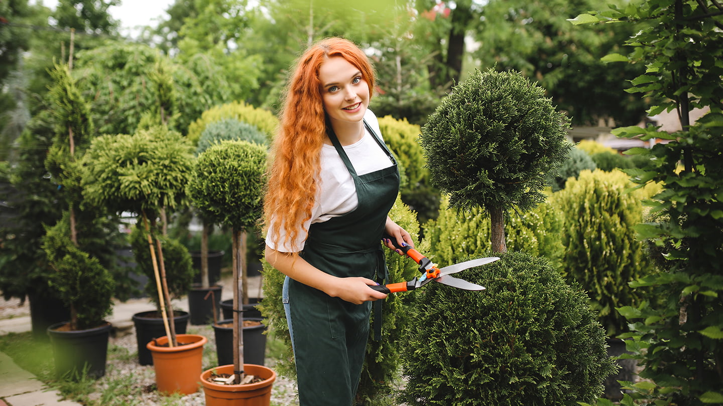 Das Beschneiden eines Baumes durch einen Mitarbeiter von Gartenservice-Frankfurt-am-Main